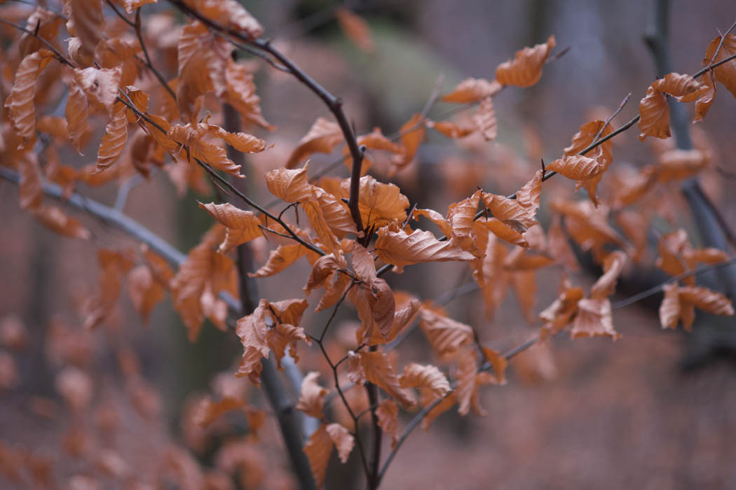 Bright copper leaves